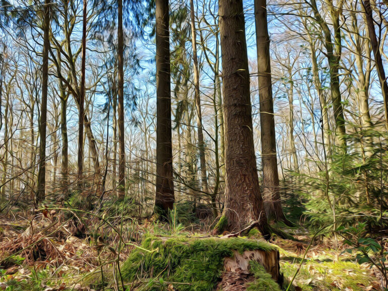 Wald am Landhotel Schröder zwischen Hamburg und Bremen